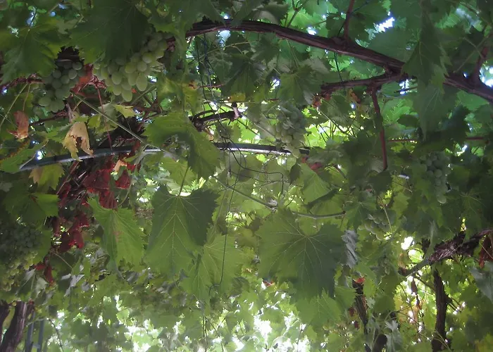 Pralija Mile アパート