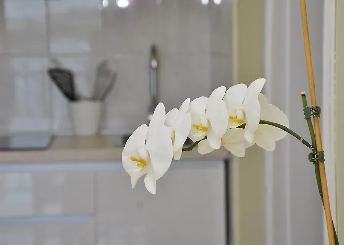 Pralija Mile ザボリッチ